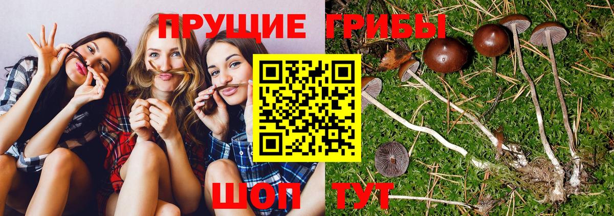 Петропавловск-Камчатский  Псилоцибиновые грибы мицелий  Вход с VPN 